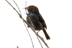 Cisticola fulvicapilla fulvicapilla