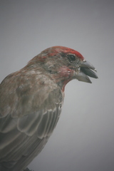 Haemorhous mexicanus