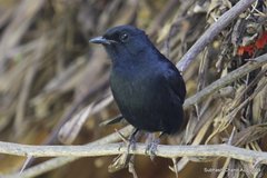Melaenornis edolioides