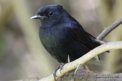 Melaenornis edolioides