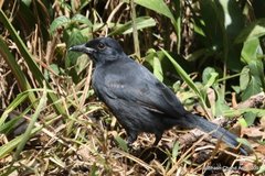 Laniarius funebris