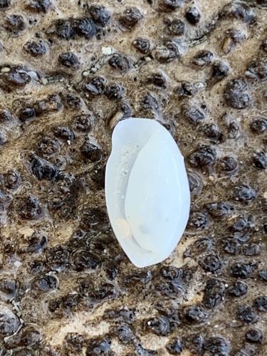 Atys cylindricus observed 2025-08-29