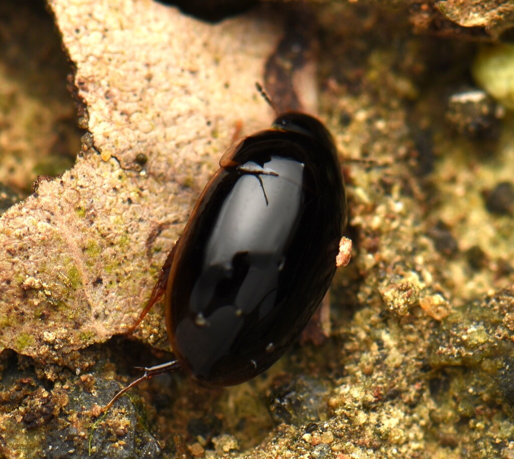 Enochrus sauteri