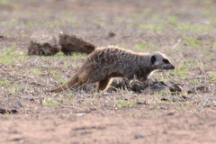 Suricata suricatta