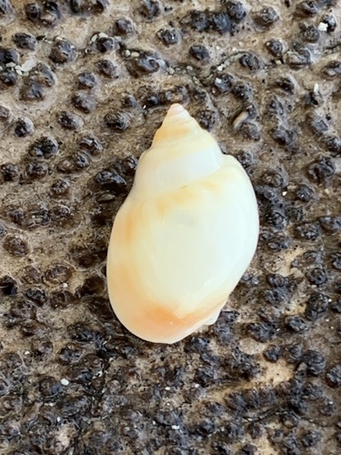 Nassarius coronatus observed 2025-08-29