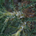 Astragalus aureus - Photo (c) ramazan_murtazaliev, some rights reserved (CC BY-NC), uploaded by ramazan_murtazaliev