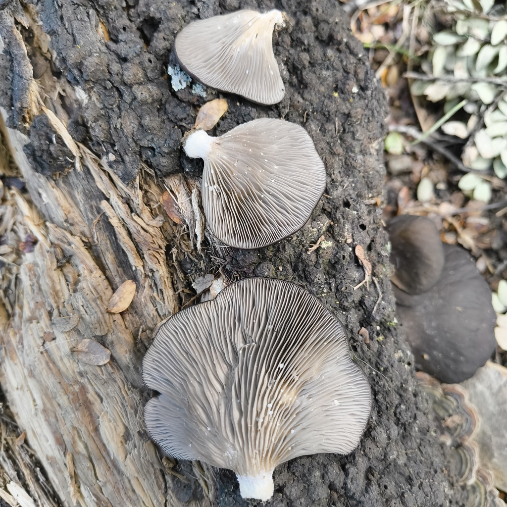Pleurotus purpureo-olivaceus · July 2025 · photo: © zedt (iNaturalist, cc-by)