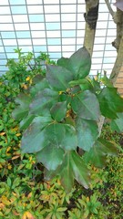 Dendropanax trifidus