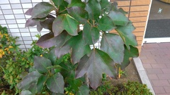 Dendropanax trifidus