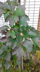 Dendropanax trifidus