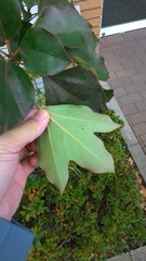 Dendropanax trifidus