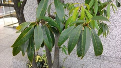 Fagaceae