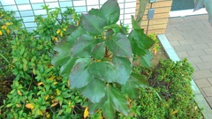 Dendropanax trifidus