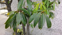 Fagaceae