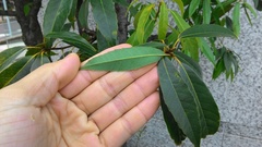 Fagaceae