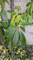 Fagaceae