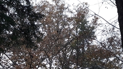 Sciuromorpha