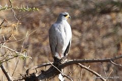 Melierax poliopterus