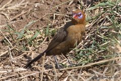 Granatina ianthinogaster