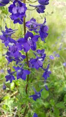 Delphinium menziesii