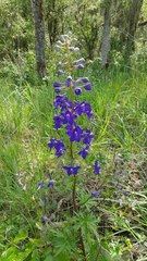 Delphinium menziesii