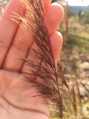 Muhlenbergia rigida