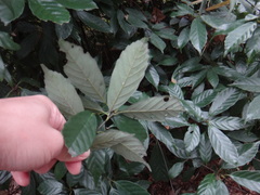 Fagaceae
