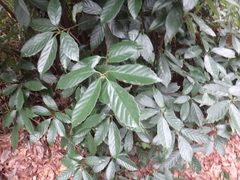 Fagaceae