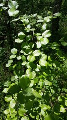 Viburnum ellipticum