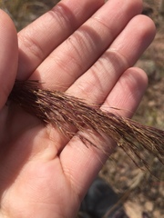 Muhlenbergia rigida
