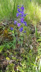 Delphinium menziesii