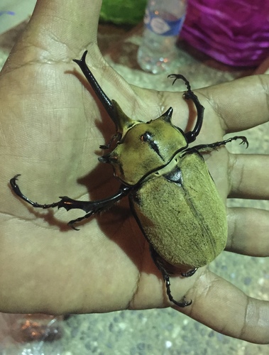 Occidental Elephant Beetle