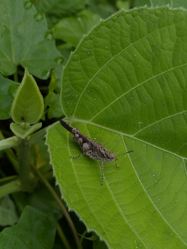 Carinate Locust