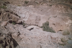 Ammoperdix griseogularis