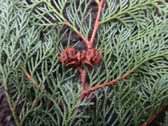 Chamaecyparis obtusa