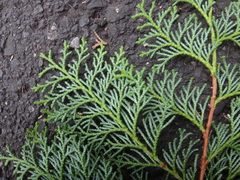 Chamaecyparis obtusa