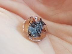 Emcephalus floccosus