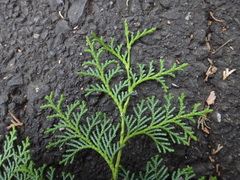 Chamaecyparis obtusa