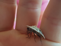 Emcephalus floccosus