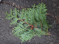 Chamaecyparis obtusa