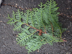 Chamaecyparis obtusa