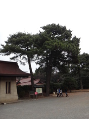 Pinus