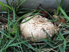 Scleroderma texense