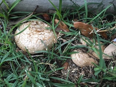 Scleroderma texense
