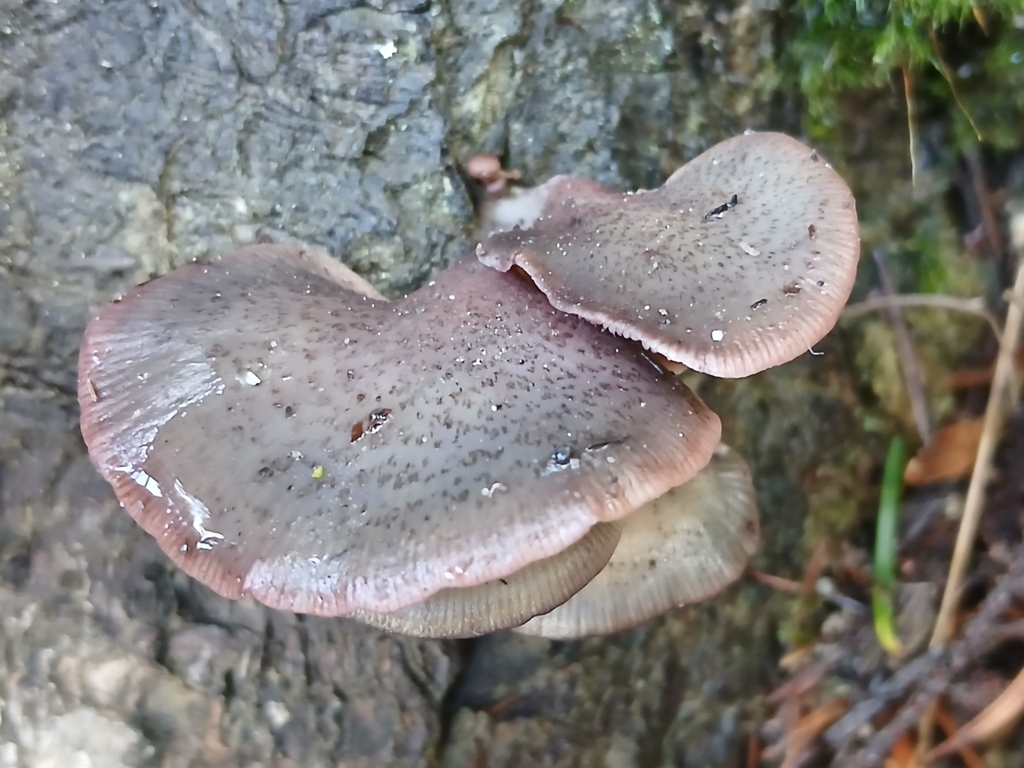 Scytinotus longinquus · August 2025 · photo: © claire_grace83 (iNaturalist, cc-by)