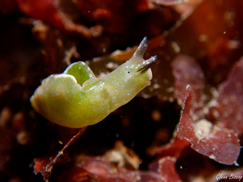 Sap-sucking Slug, Strijenham, Nederland, photo 9 of 10