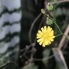 Youngia japonica