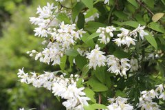 Deutzia crenata
