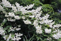 Deutzia crenata