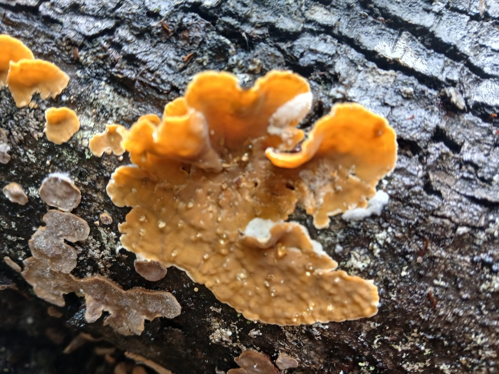 Stereum hirsutum · August 2025 · photo: © claire_grace83 (iNaturalist, cc-by)